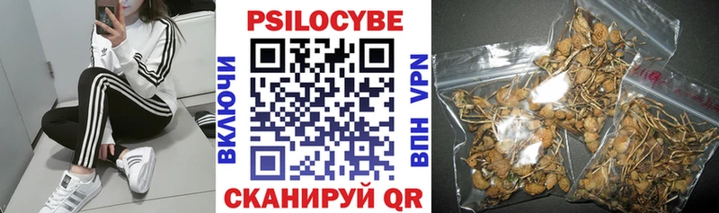 Псилоцибиновые грибы Cubensis купить наркоту blacksprut tor Буй